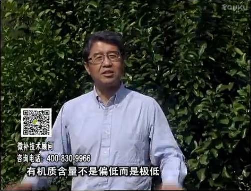 20170327珠江臺搖錢樹：撒施因迪樂有機肥、用因迪樂有機精華粉，調酸增加果地有機質