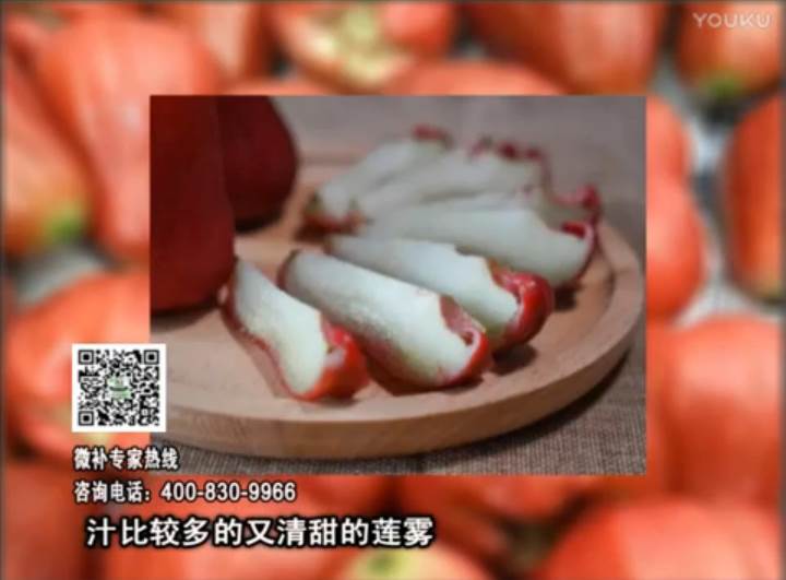 20170424珠江臺搖錢樹：蓮霧淋沖微補水肥，壯長、提高果實品質賣價