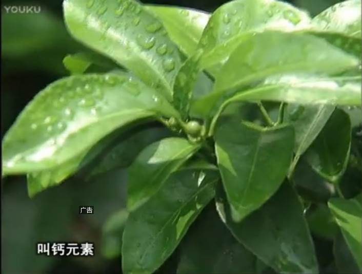 20170508珠江臺搖錢樹：柑橘澆施微補根力鈣，補鈣，促根健壯長勢