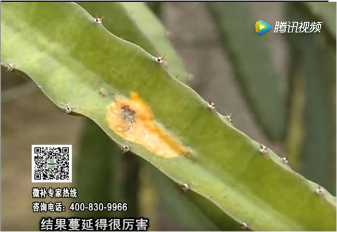 20170522珠江臺搖錢樹：火龍果爛葉病多怎么辦？