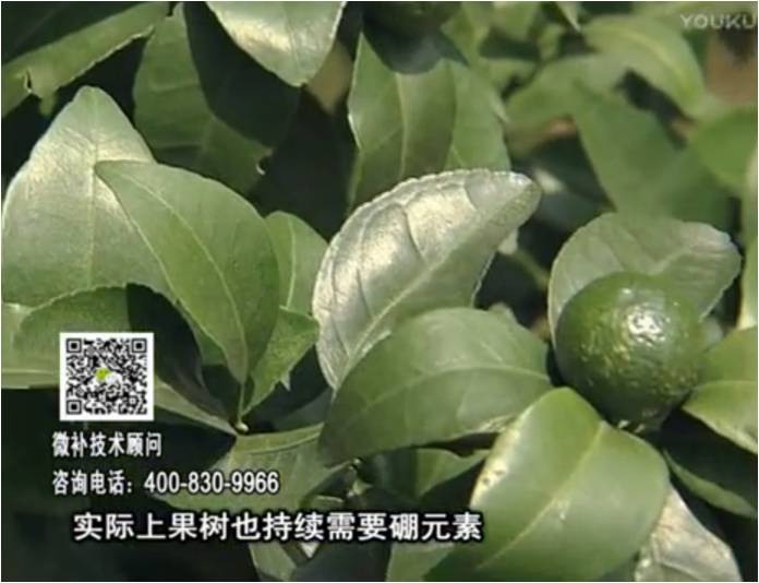 20170529珠江臺搖錢樹：貢柑蜜柚噴施微補蓋力+硼力，預防減少缺硼鈣裂果