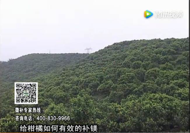 20170522珠江臺搖錢樹：柑橘落果黃葉是缺鎂？