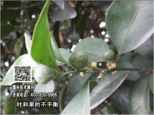 20170501珠江臺搖錢樹：柑橘噴施微補果力+碧力、淋根力鈣+沖力鎂，穩果少落果，促根壯長勢
