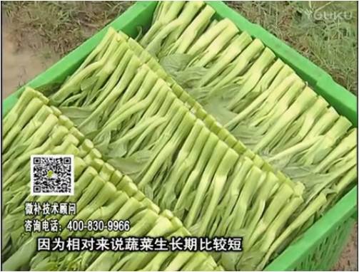 20170306珠江臺搖錢樹：蔬菜澆施微補根力鈣+精力，提高蔬菜長勢，減少病害，提高收益