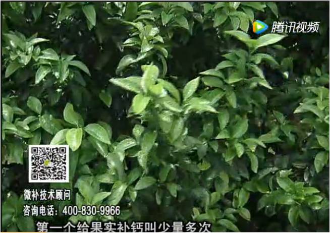 20170605珠江臺搖錢樹：柑橘果實補鈣如何做？