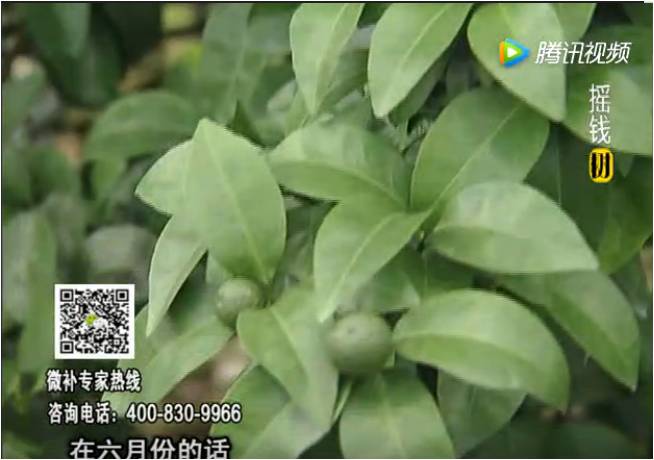 珠江臺搖錢樹：柑橘樹如何調酸保葉？