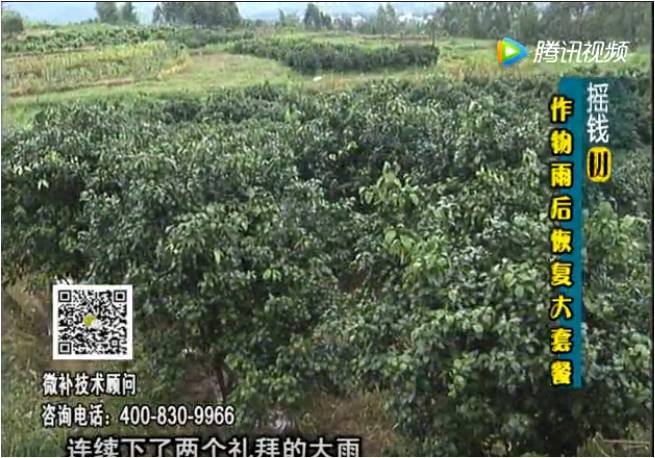 20170626珠江臺搖錢樹：果樹蔬菜長勢弱落果？