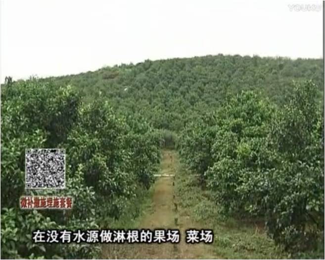 20170703珠江臺搖錢樹：雨水多樹勢弱，撒施因迪樂調酸促根壯長勢