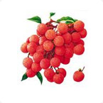 荔枝龍眼營養方案