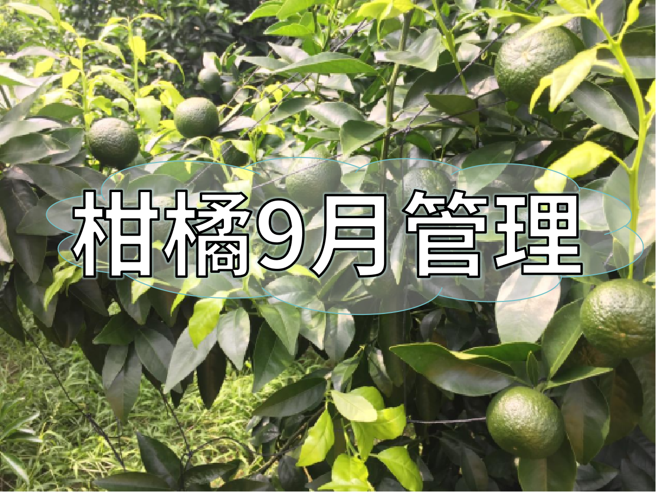 柑橘9月管理