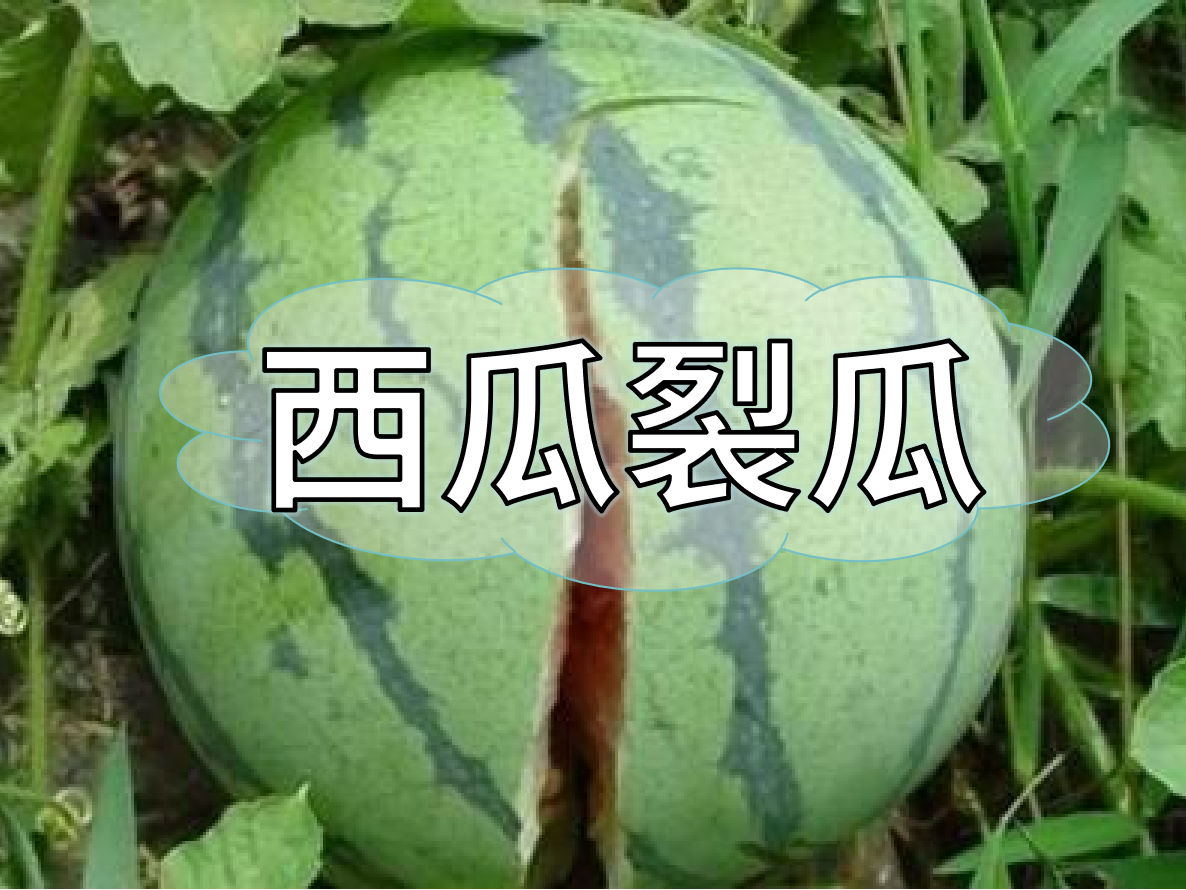 西瓜裂瓜致低產，這樣做，輕松解決問題！