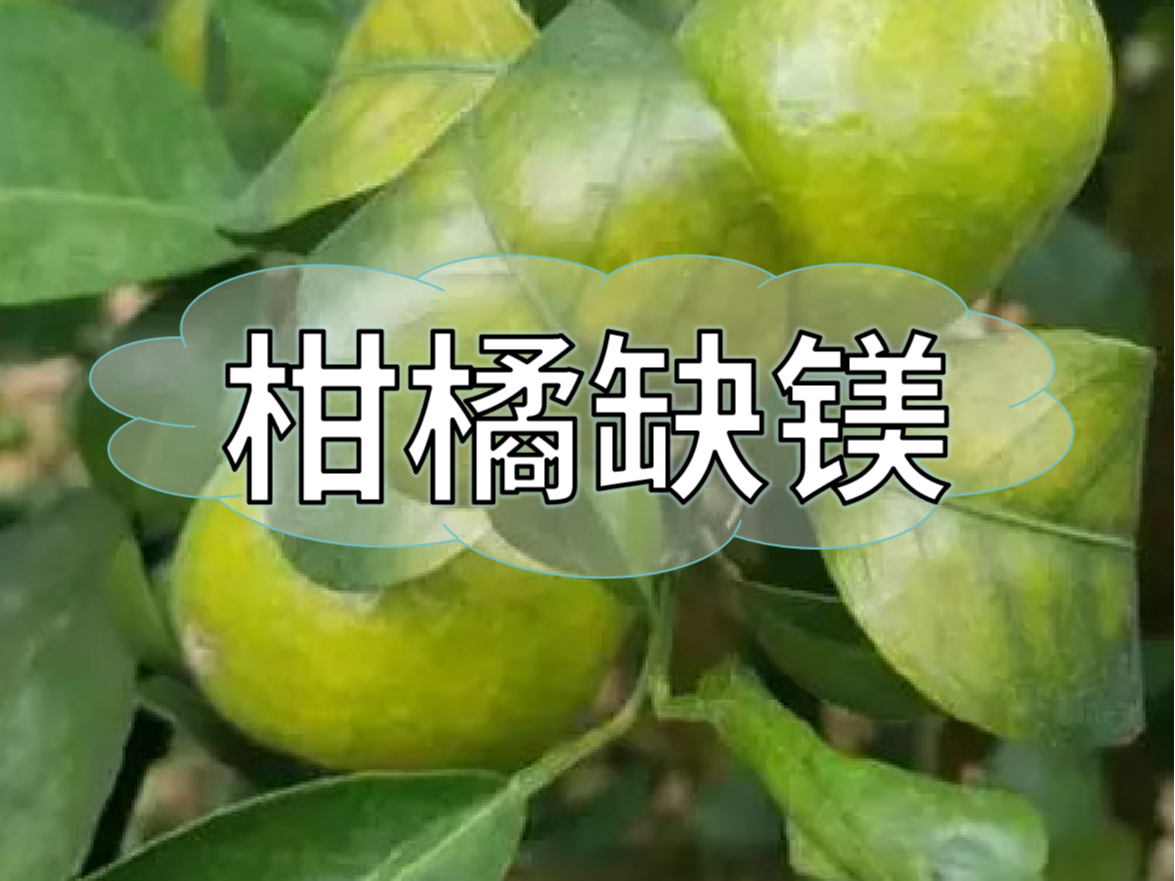 柑橘缺鎂癥狀如何預防與補救