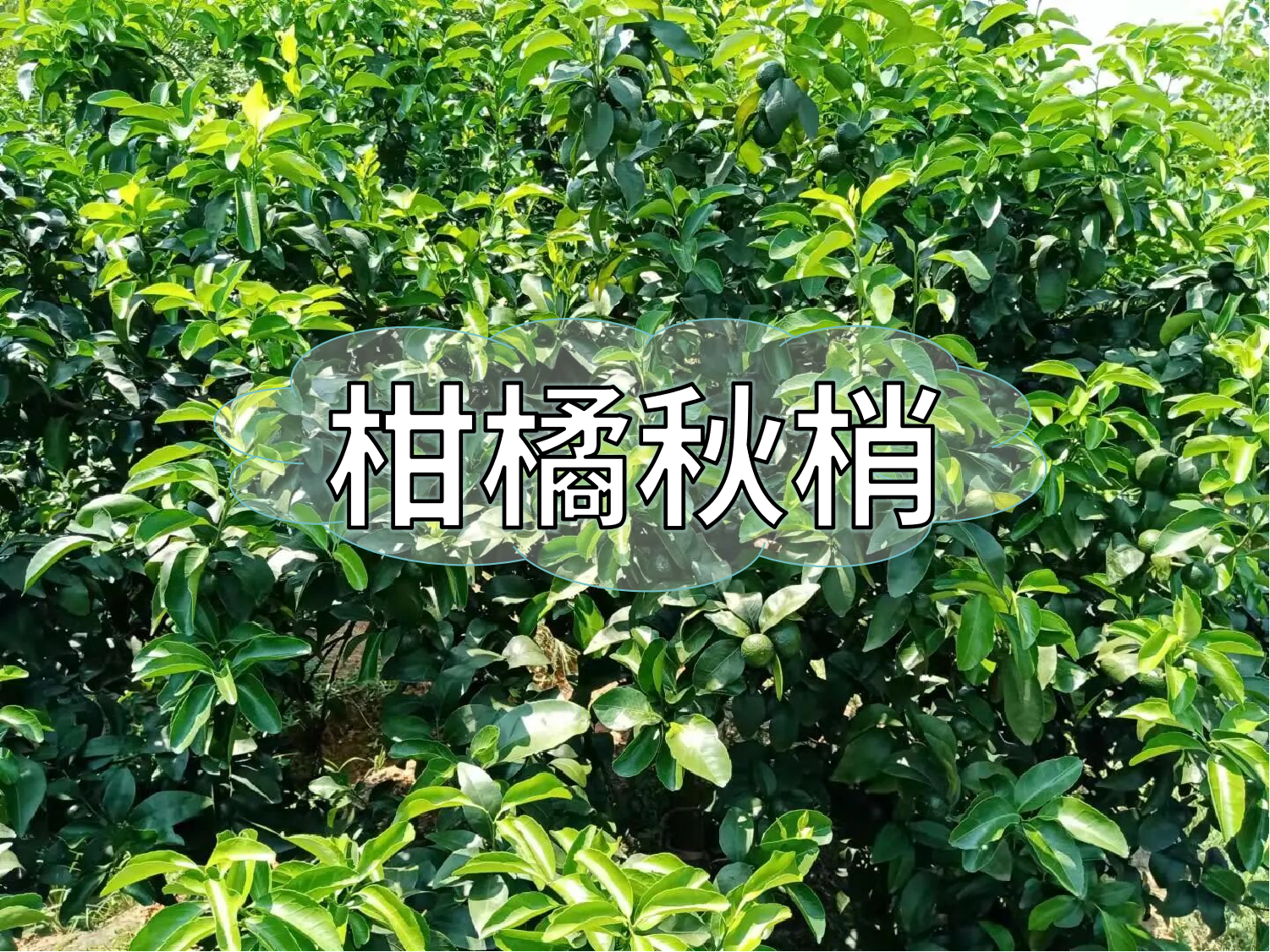 柑橘秋梢期的管理要點