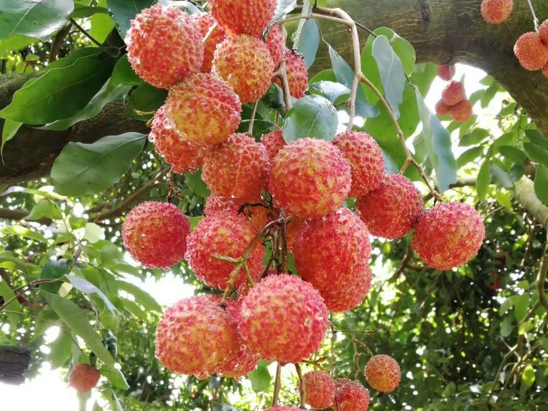 荔枝龍眼營養方案