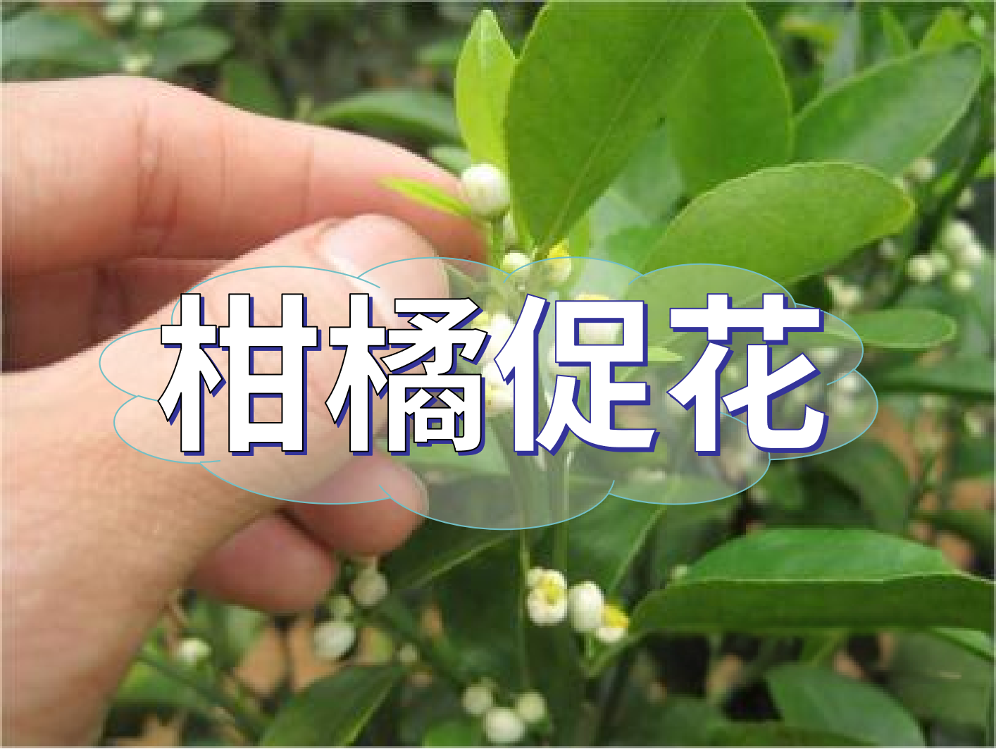 到了柑橘秋梢期，什么時候促花？