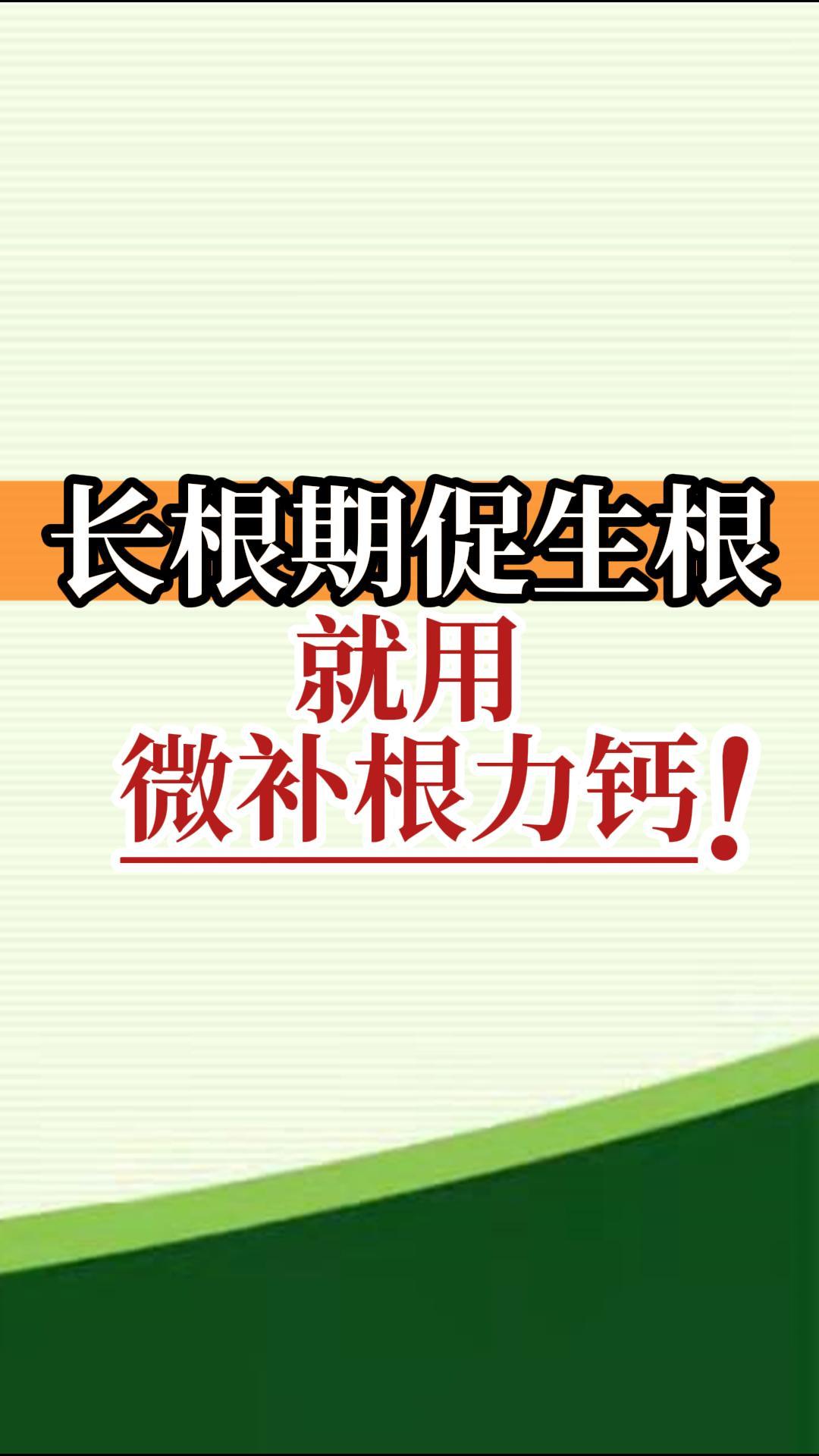 長根期促生根就用微補根力鈣！