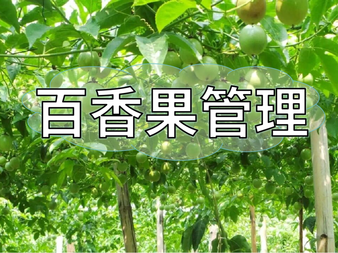 百香果施肥管理看這篇就夠了！優產高產必備