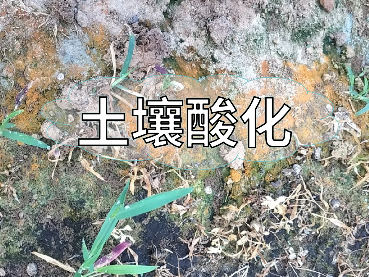 土壤酸化柑橘樹變黃，教你一招快速調酸防黃化
