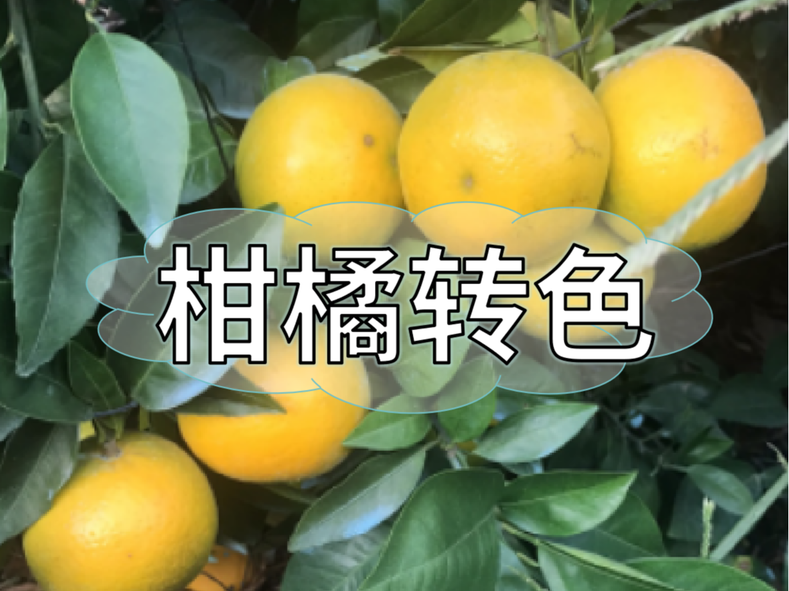 柑橘著色不理想，沖刺品質果要抓緊了！