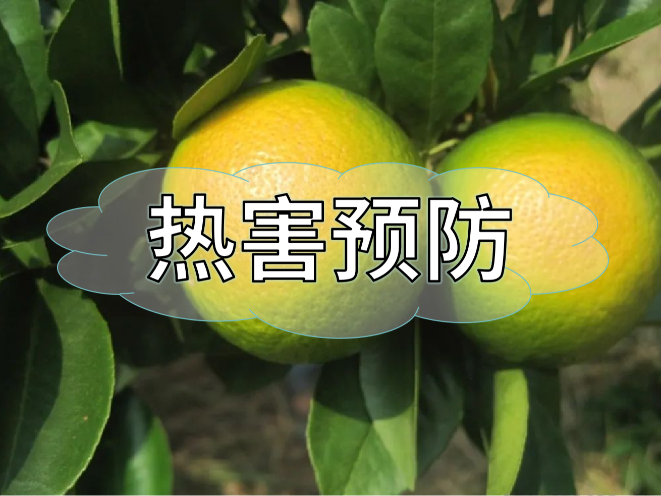 高溫熱害農業生產的 "隱形殺手"，熱害防御指南
