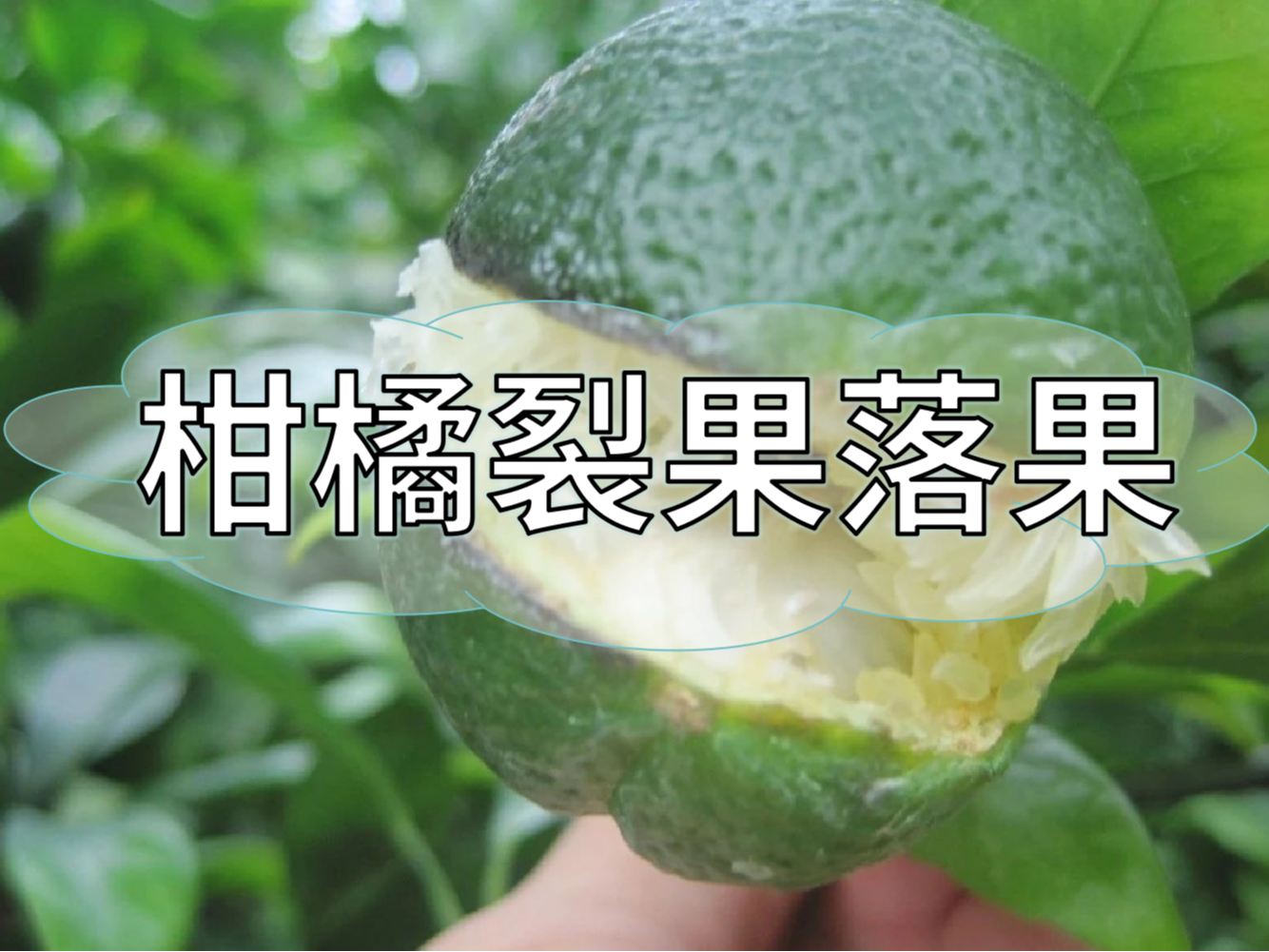 柑橘膨果提質期，防裂果防落果秘籍先收好