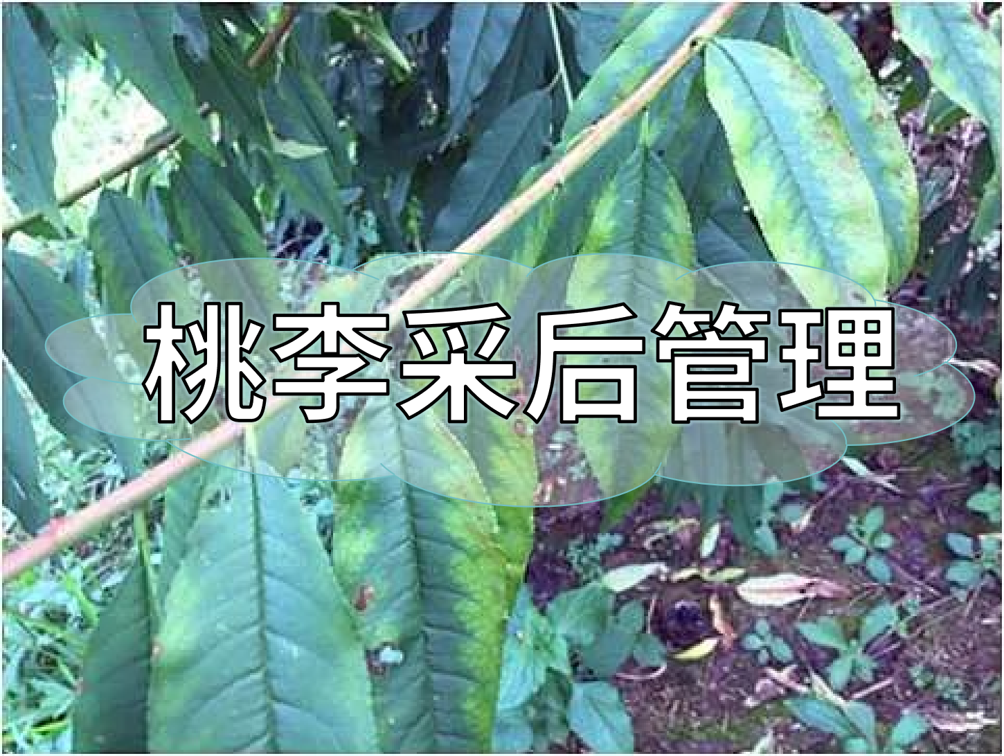 桃樹采后管理技術要點：養樹促花為來年豐產奠基