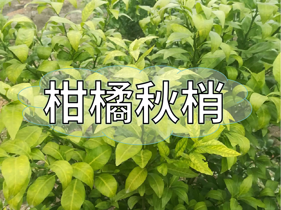 柑橘秋梢健壯老熟快，簡單有效的操作方法
