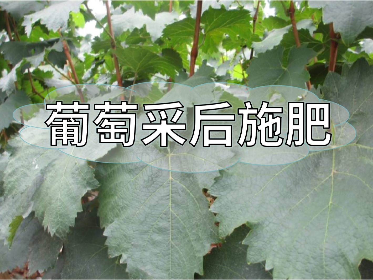 高產葡萄園采后如何施肥？