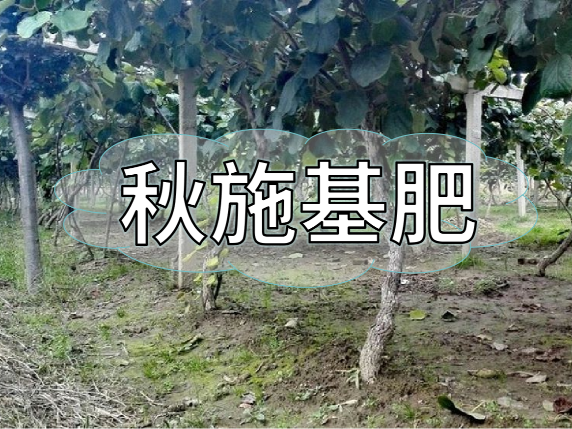 果樹秋肥要補好更要補對！秋肥方案全附上