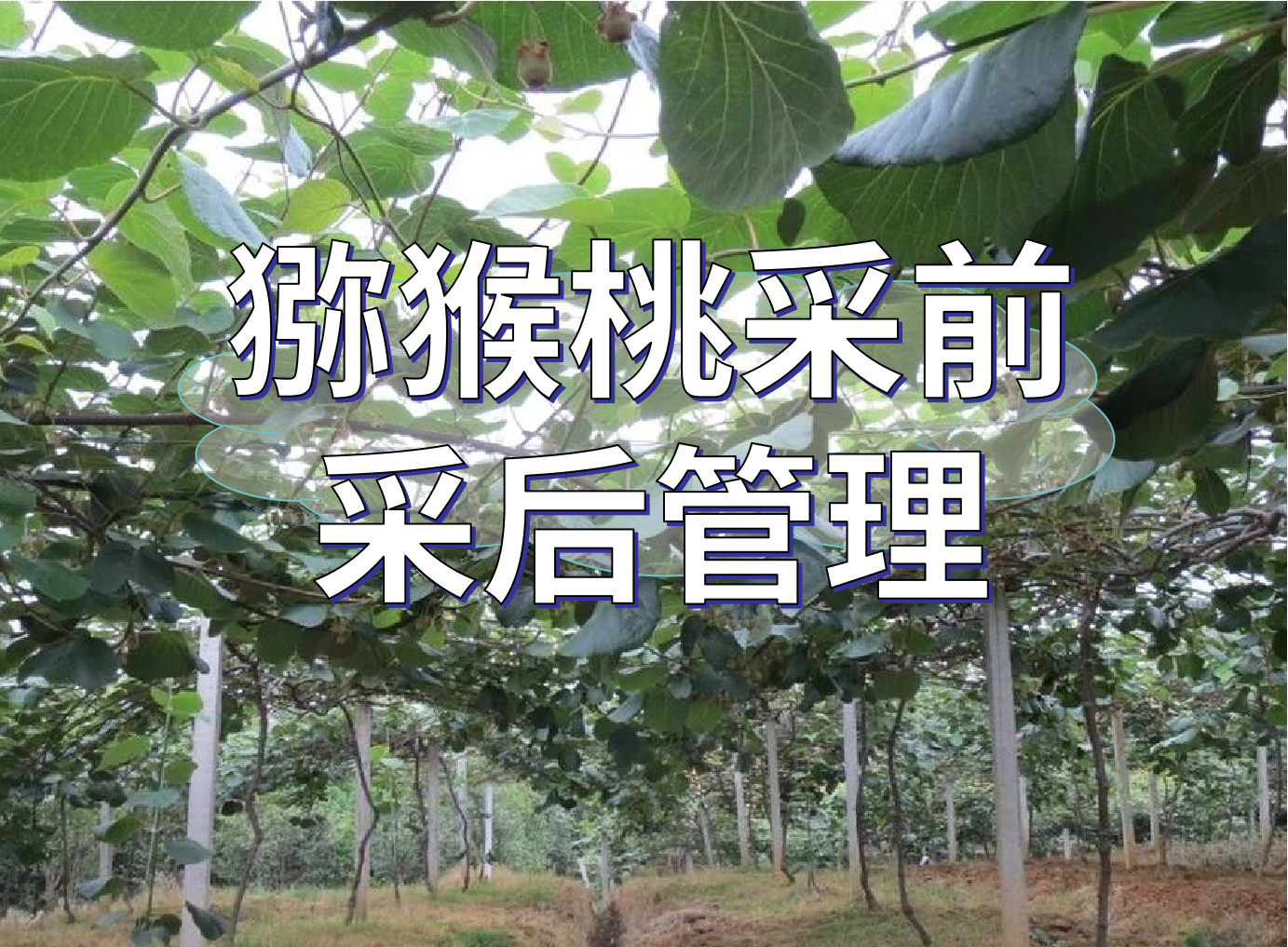 獼猴桃采前提高品質、采后恢復管理方案