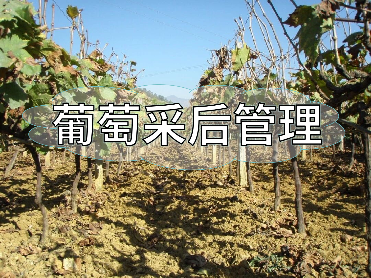 葡萄采摘忙，采后管理得跟上