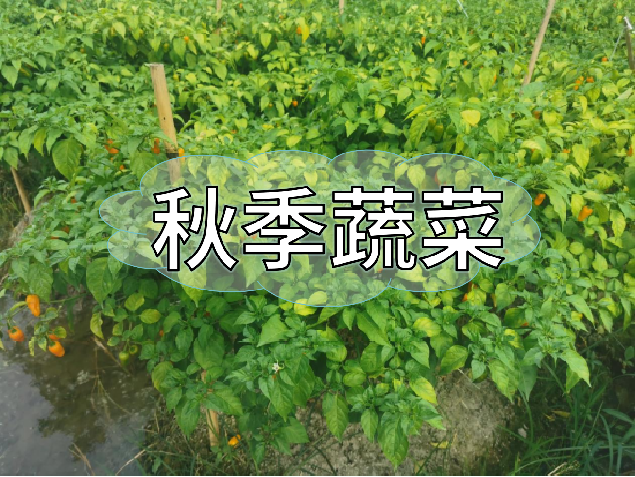 秋種蔬菜，如何提高成活率提高產量
