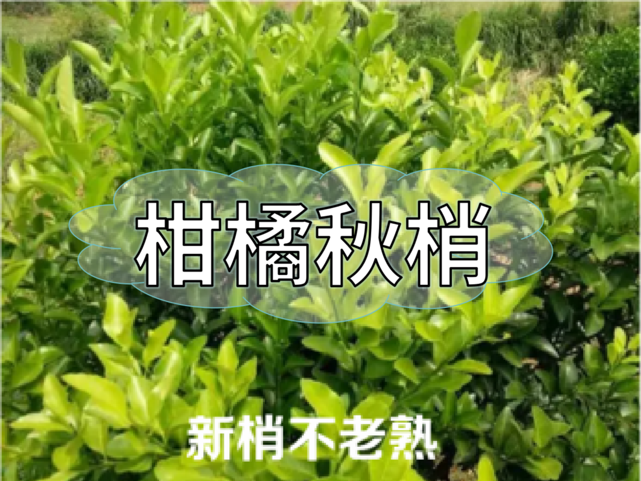 柑橘新梢剛抽出就發黃，不轉綠，怎么辦？