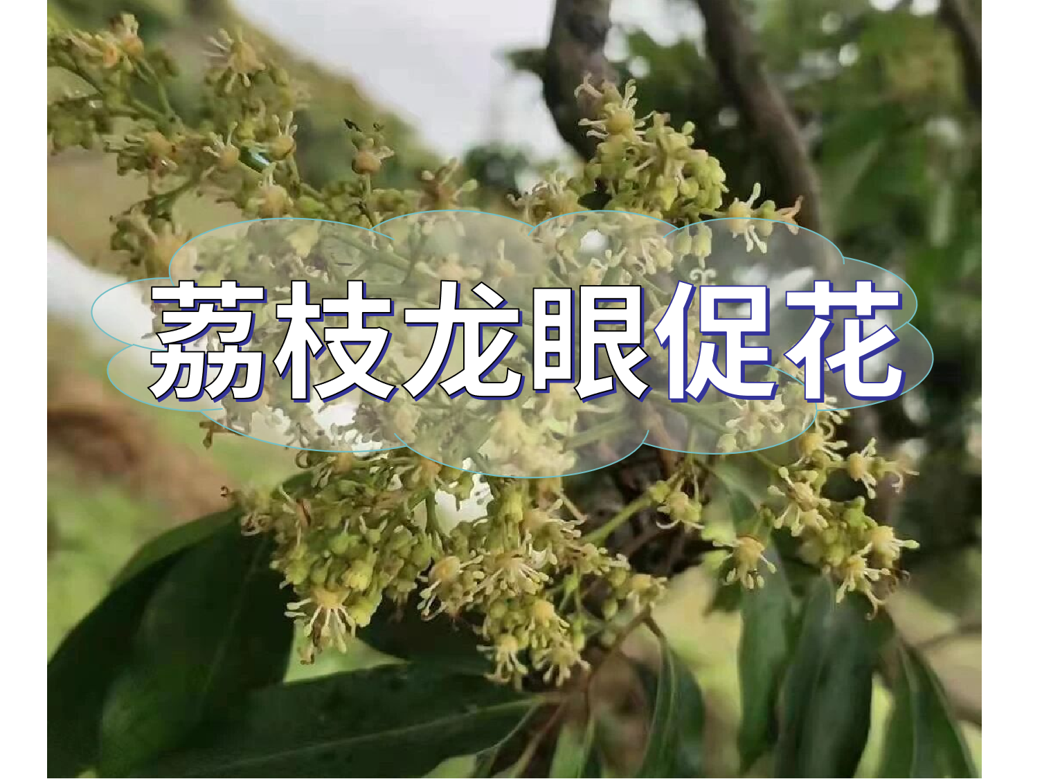 荔枝龍眼培育短簇花穗要從現在開始