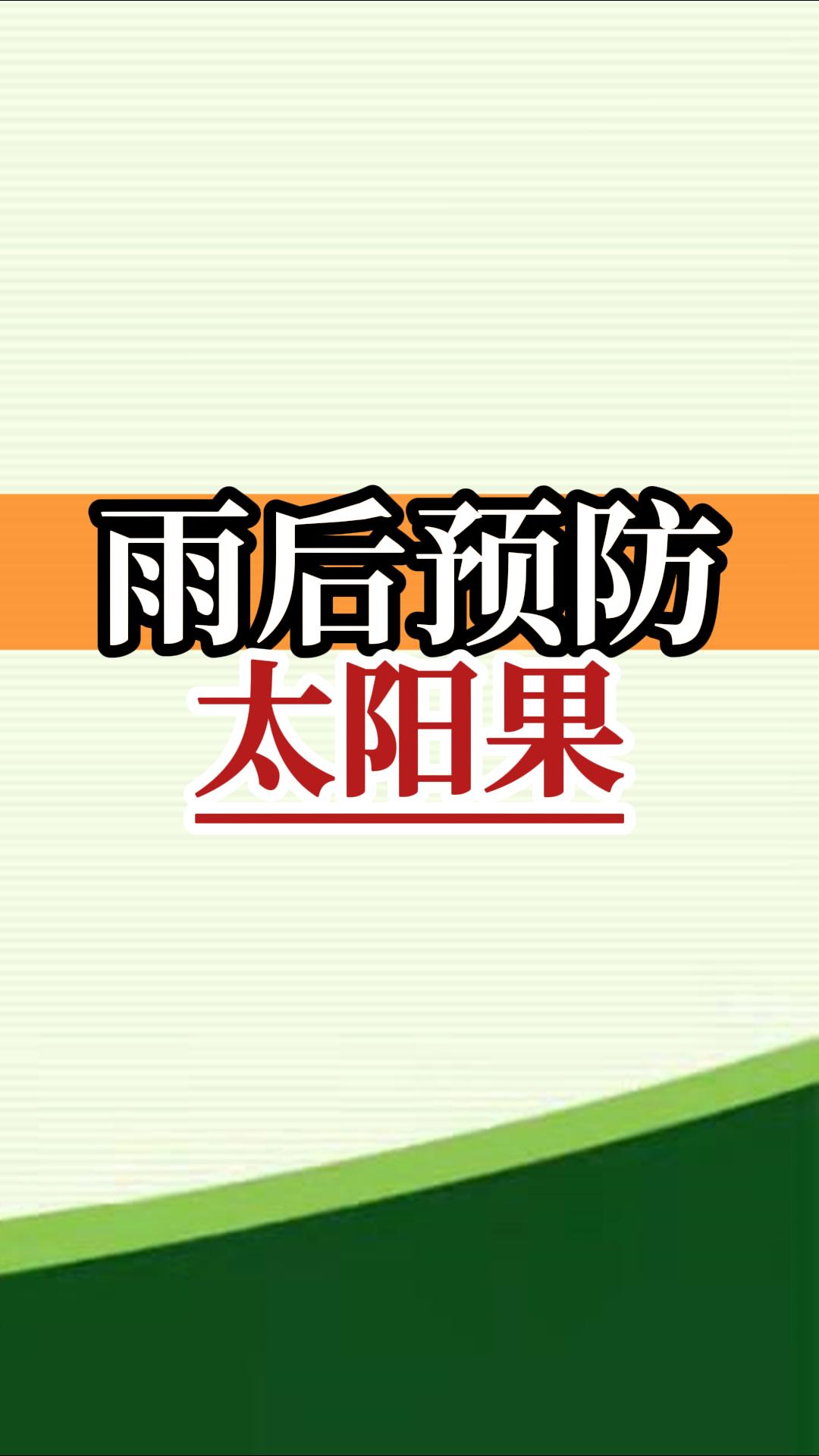 雨后高溫柑橘更易曬傷，及時管理預防太陽果