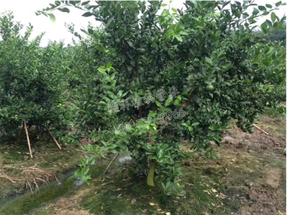 別人果園落果慘重，為何她的果園黃蒂落果少？