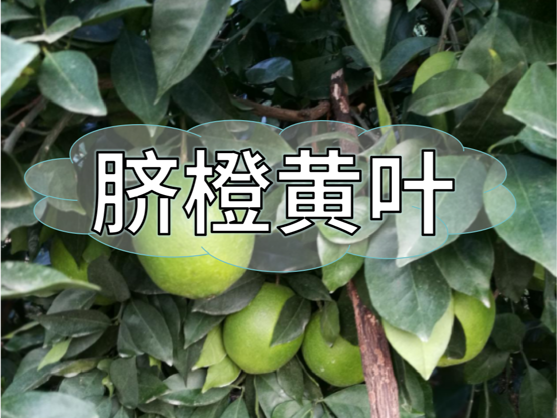 臍橙缺素黃葉越來越多，如何預防和補救