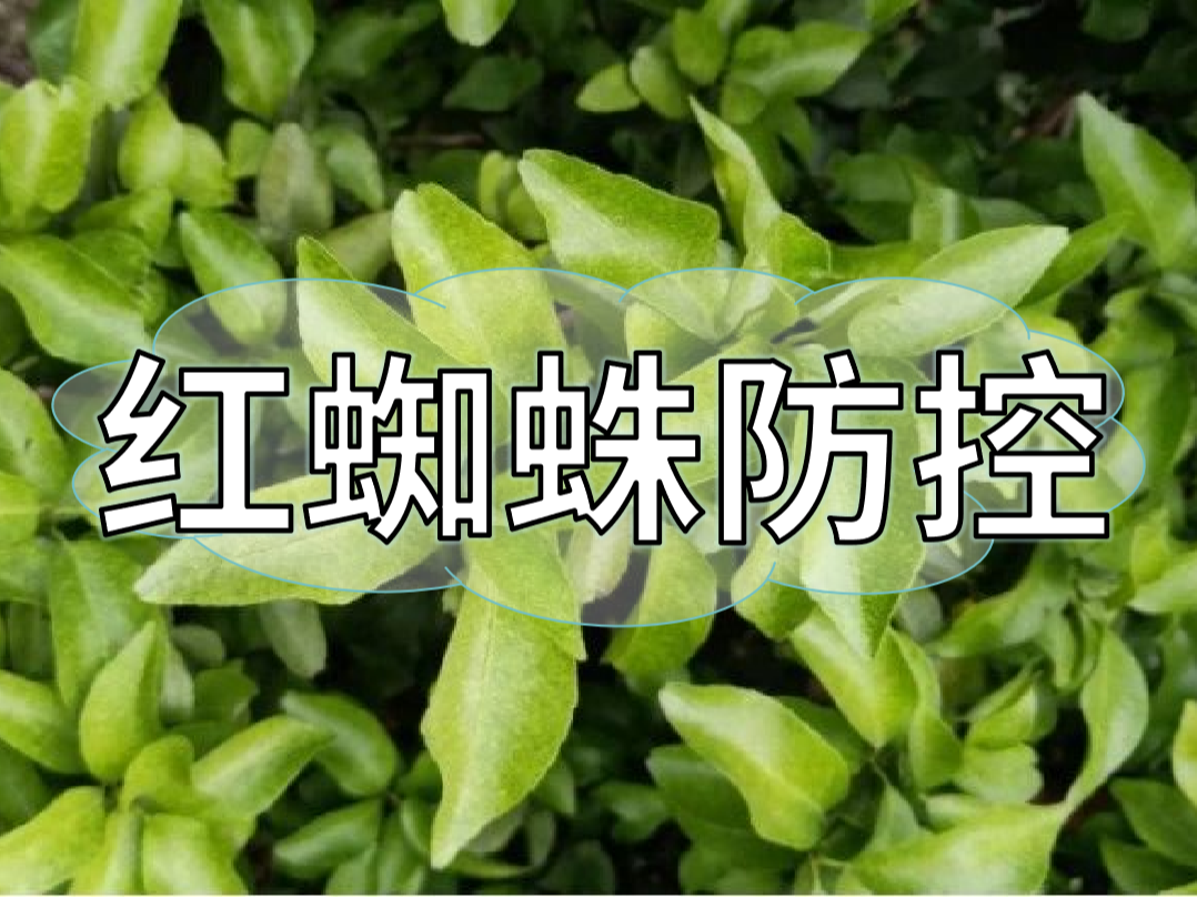 秋梢期紅蜘蛛發生快為害重,現在做好防控才能保產量
