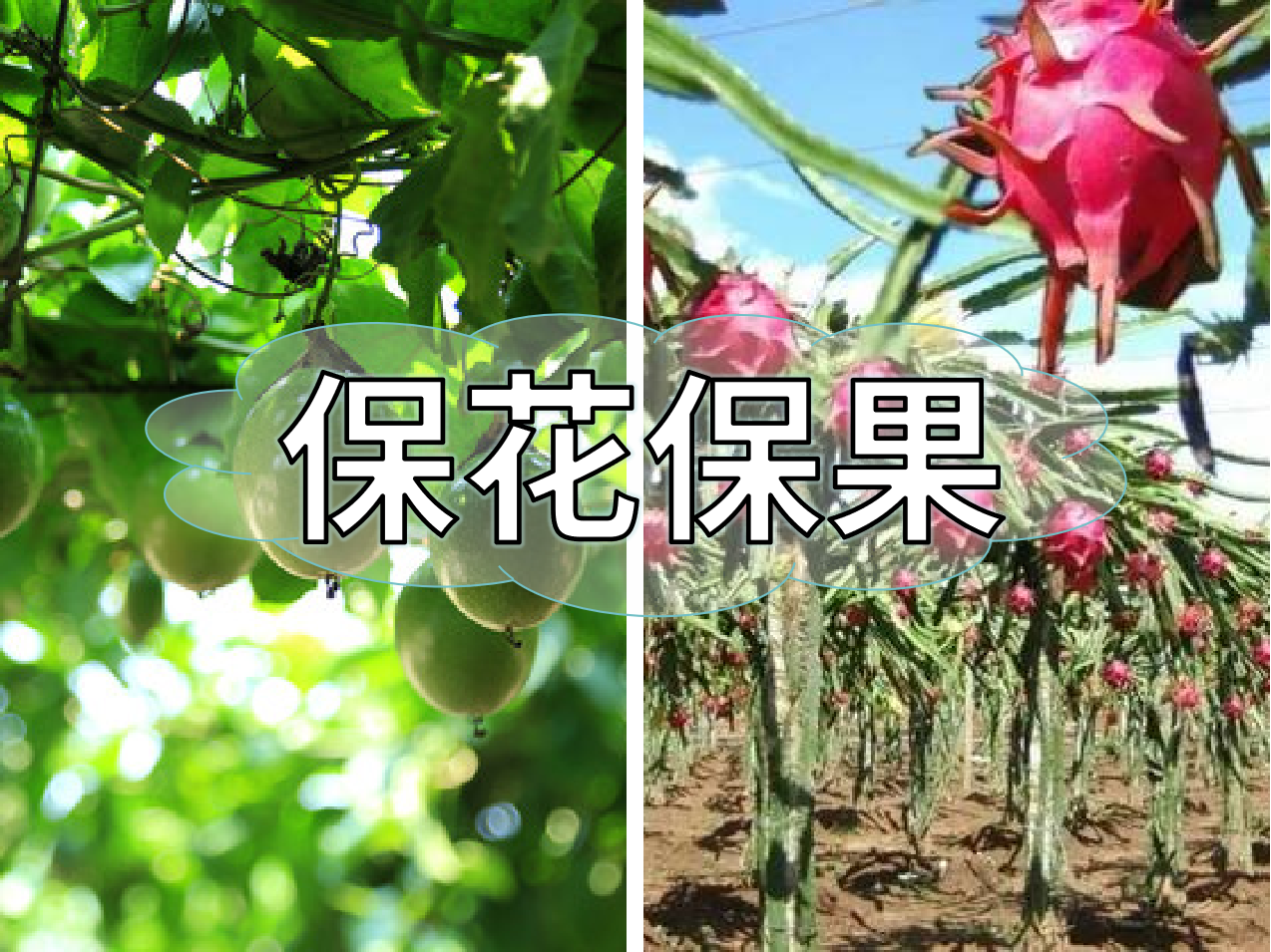 百香果、火龍果連續開花坐果期<i style='color:red'>促花</i>保果怎么做？