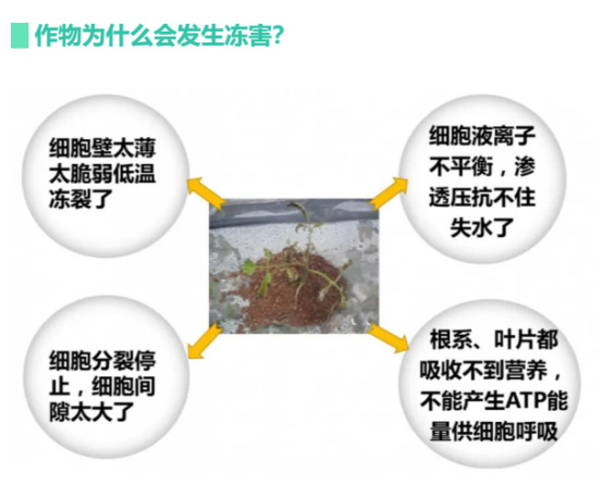 讓作物安全過冬的實用小妙招，速看