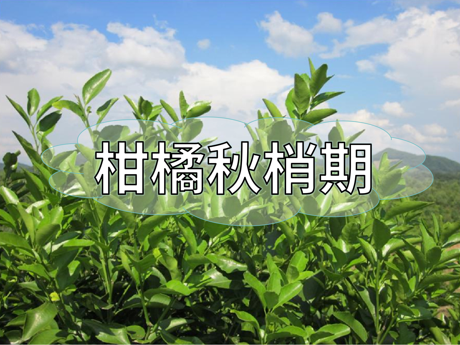 柑橘放秋梢、膨果、促花如何同時進行？