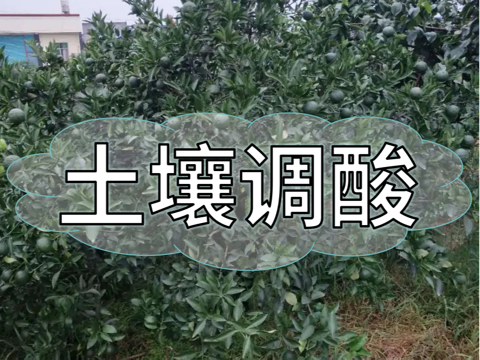 柑橘膨大期，土壤調酸與施膨果肥一樣重要