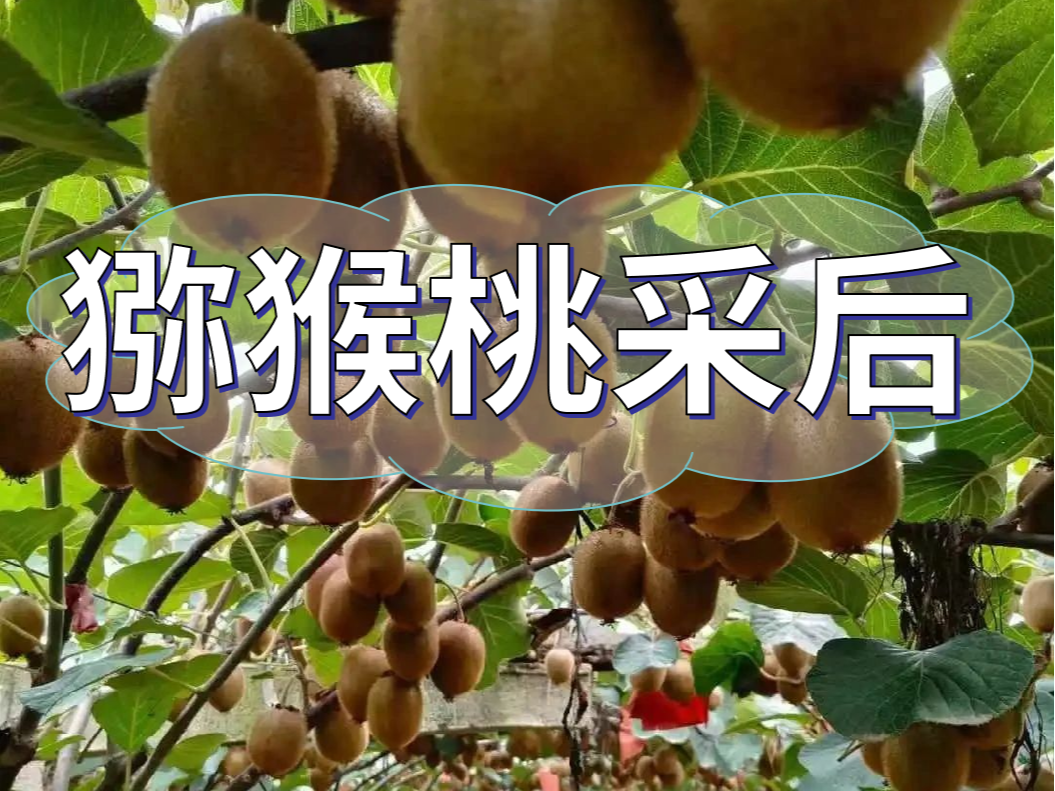 獼猴桃采后做好3點，來年繼續大豐收
