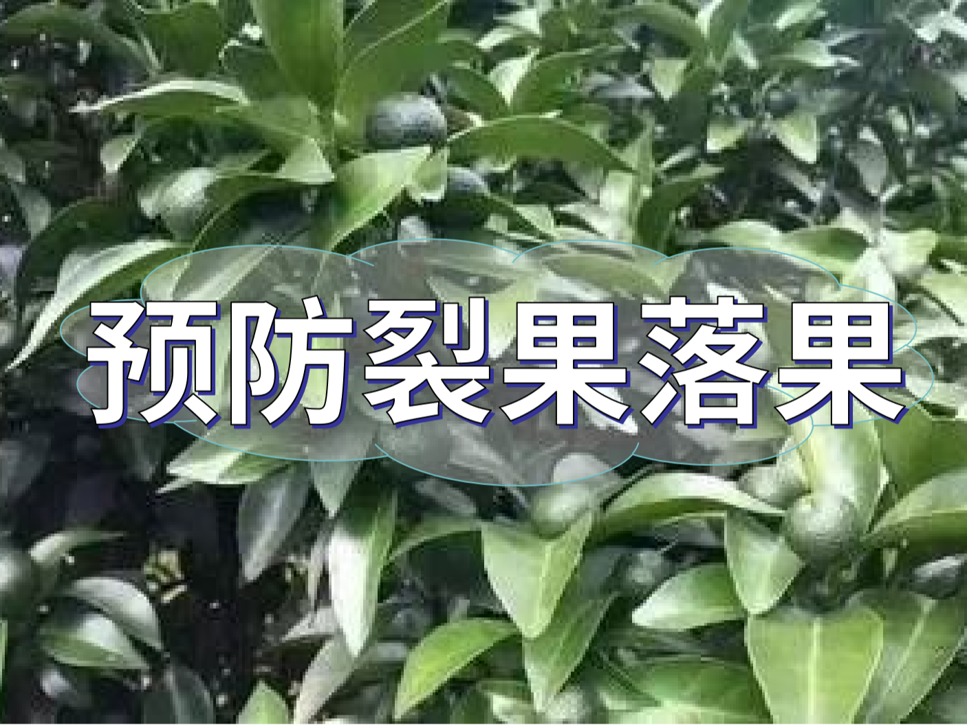 柑橘落果裂果高峰期，要先預防