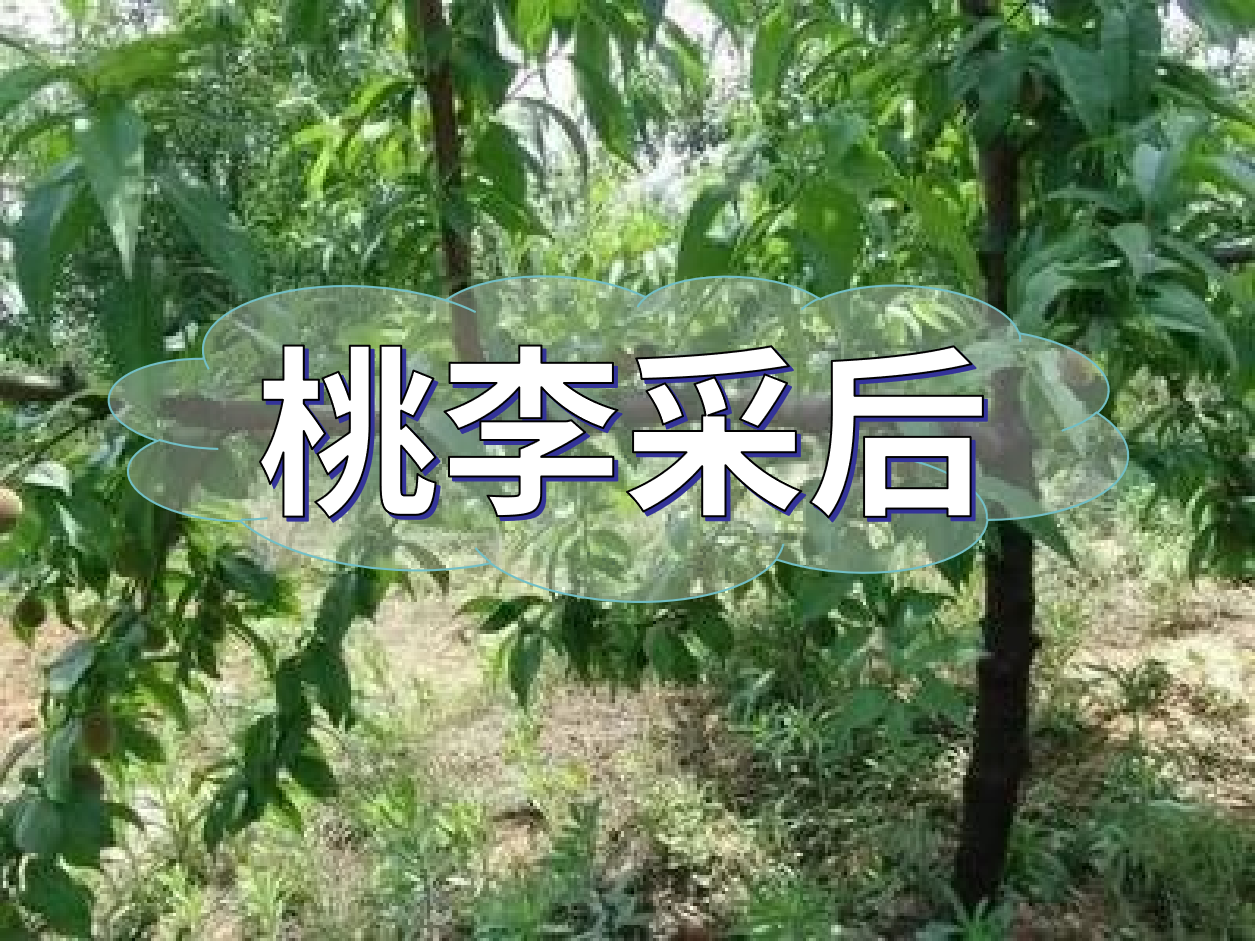桃李等保好來年產量，得從秋梢做起