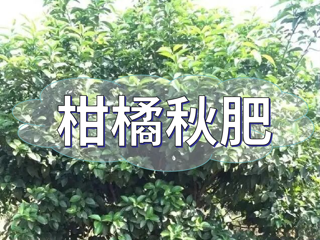 柑橘秋肥用得好產量不會少！怎么施？