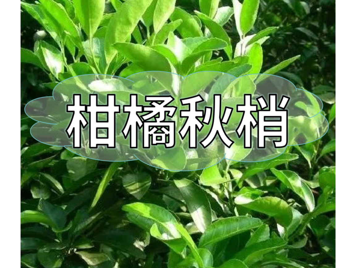 秋梢放不出怎么辦？如何放出健壯秋梢？