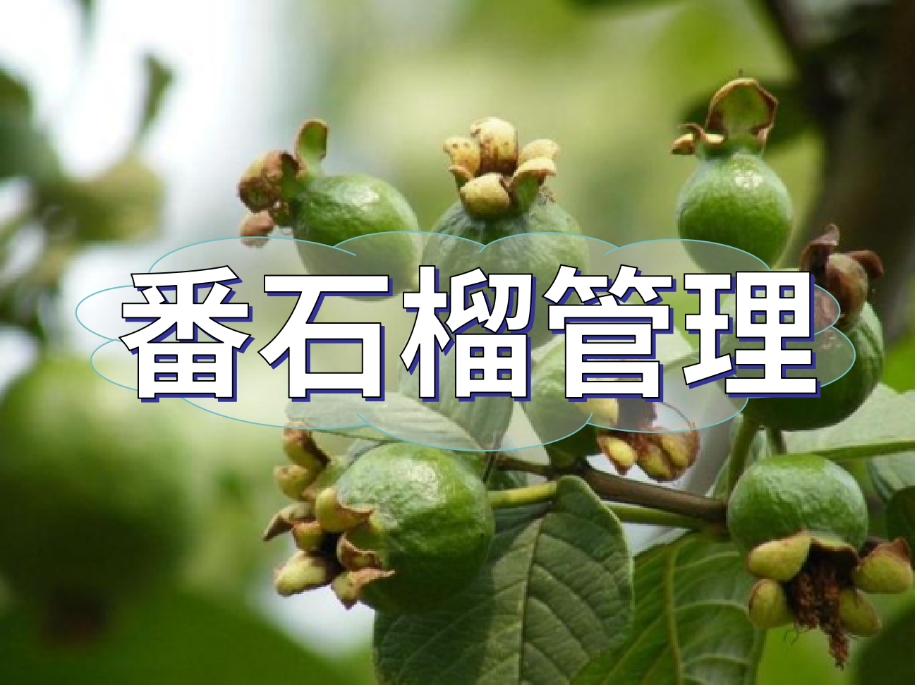 番石榴花少果少，連續開花坐果期這套方案提高產量