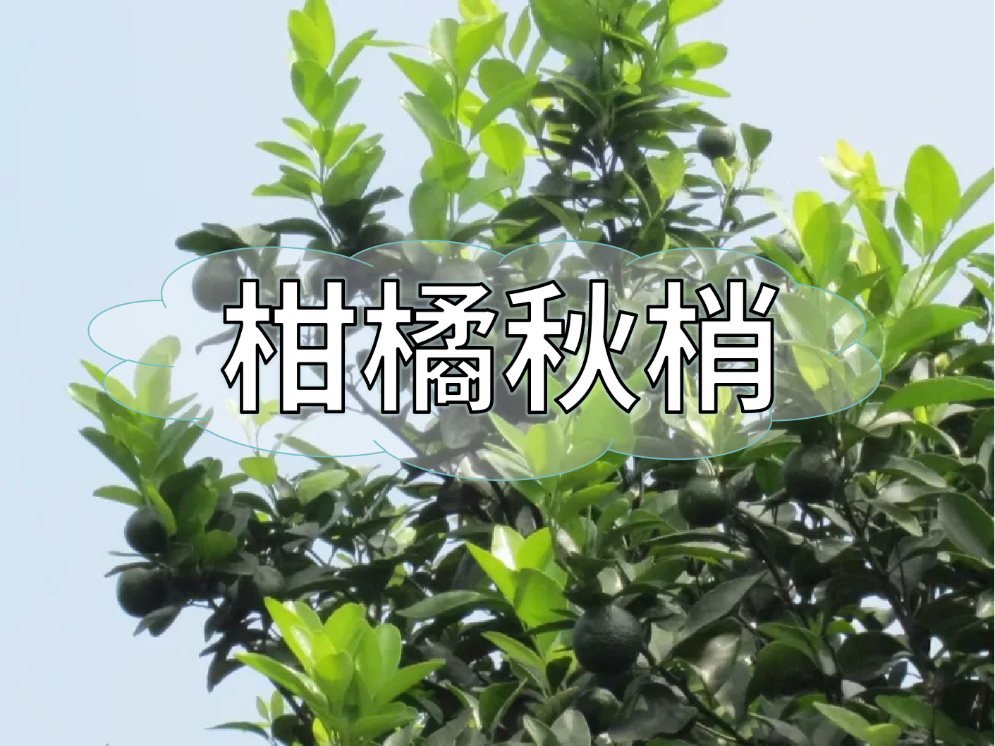 柑橘秋梢管理痛點，三招培育健壯結果母枝