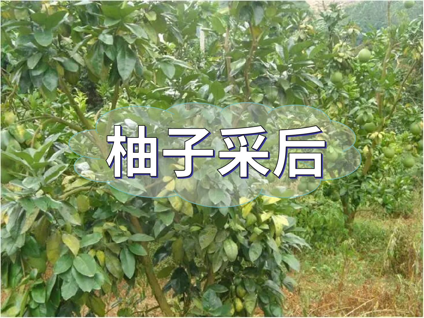 柚子采后這么管，來年不減產